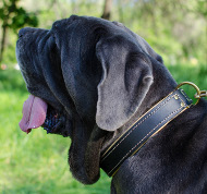 Mastino Napoletano Hunde Halsband Leder, Gepolstertes mit Nappa