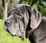 Leder Halsband für Mastino Napoletano, Bemalung Stacheldraht