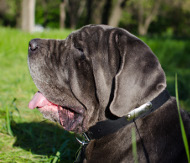 Leder Halsband für Mastino Napoletano mit ID-Tag