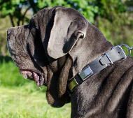 Design Halsband für Mastino Napoletano | Hundehalsband Leder❺