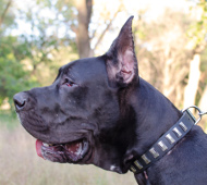 Hunde Halsband Leder mit Platten für Deutsche Dogge ⑤