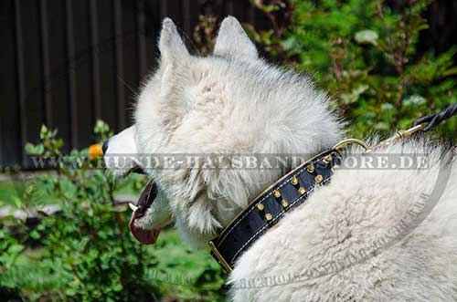 Spiked Collar for Husky