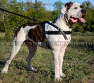Amerikanische Bulldogge mit multifunktionalem Ledergeschirr