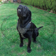 Exklusives Spikes Ledergeschirr für Cane Corso