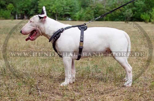 Exclusive Dog Leather Harness with Pyramids for Bull Terrier 