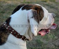 Amerikanische Bulldogge Nietenhalsband aus Leder