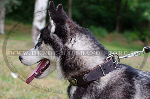 Dog Collar for Alaskan Malamute, Leather with Conchas 