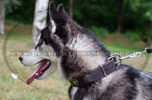 Alaskan Malamute traumhaftes Halsband