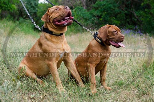 Classic ID Dog Collar for Bordeauxdogge 