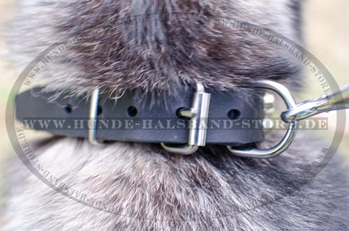 Exclusive Leather Collar for Alaskan Malamute 