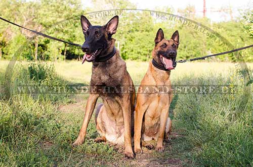 Leather Collar 25mm Wide for Malinois 