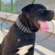 Boerboel Lederhalsband mit Spikes- Extra-Breit