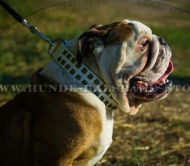 Englische Bulldogge weißes Nietenhalsband