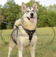 Elegantes Hundegeschirr aus echtem Leder für Alaskan Malamute