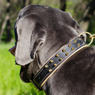 Halsband für Mastino Napoletano mit Spikes & Nappa