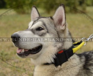 Hundehalsband Nylon für Malamute, Allwetter-Halsband mit Griff