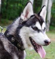 Halsband Leder für Alaskan Malamute mit Konchen ❁❁❁