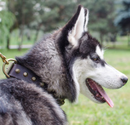 Leather Collar With Brass Pyramids for Alaskan Malamute