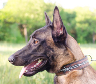 Leder Halsband für Malinois mit Bemalung 2013