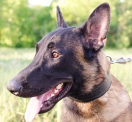 Malinois Dog Collar Padded