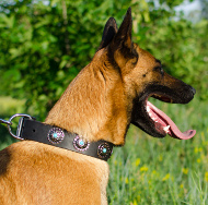 Studded Collar for Malinois