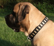Gorgeous Wide Collar With Brass Plates for Bullmastiff