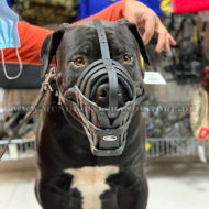 Lederner Maulkorb von FDT für Mastiff