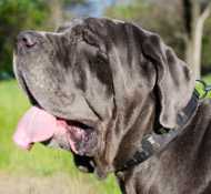 Hunde Halsband Leder für Mastino Napoletano mit Platten ⑤