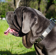 Halsband Nieten für Mastino Napoletano Luxus