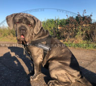 Logo Nylongeschirr für Mastino Napoletano