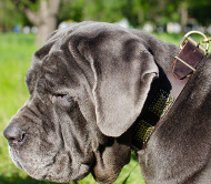 Halsband für Mastino Neapoletano Exklusiv ⑩