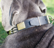 Halsband Leder Für Mastino mit Wunderschönem Stil & Qualität