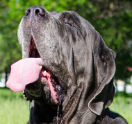 Großer Maulkorb aus Leder für Mastino Napoletano