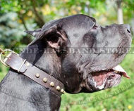 Deutsche Dogge ledernes Halsband mit Pyramiden