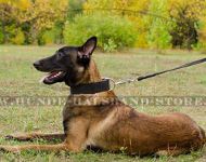 Breites Hundehalsband aus Naturleder für Malinois⑽⑽⑽