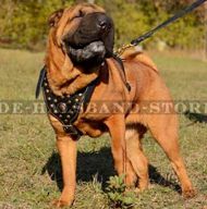 Edles Ledergeschirr mit Nieten für Shar-Pei