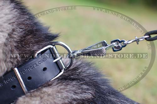 Studded Collar for Malamute 