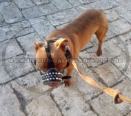 Nieten Ledermaulkorb mit Posterung für Amstaff