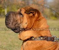 Einizigartiges Lederhalsband für Sharpei