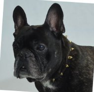 Hundehalsband Leder für Französische Bulldogge, Nietenhalsband