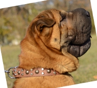 Hundehalsband Leder für Shar Pei mit Top-Pyramiden!