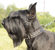 Halsband mit Spikes & Nieten für Riesenschnauzer