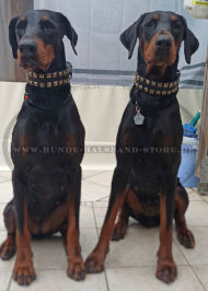 Nietenhalsband aus Leder für Dobermann