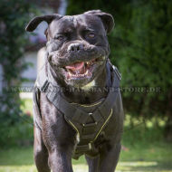 Bestseller Cane Corso Brustgeschirr aus Nylon