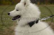 Allwetter Hundehalsband aus Nylon für Samojede