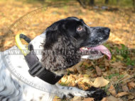 Nylonhalsband mit Handgriff für Spaniel