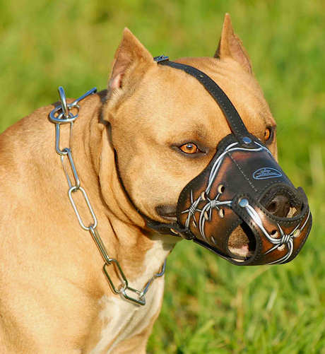 Design Muzzle