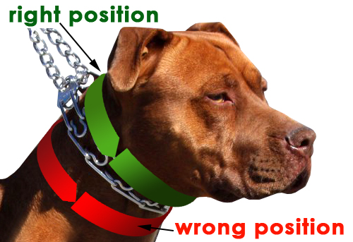 Prong Dog Collar, Pinch Dog Collar