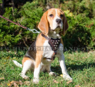 Designer Ledergeschirr mit Pyramiden für Beagle