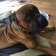 Cane Corso exklusives Lederhalsband mit Pyramiden Design